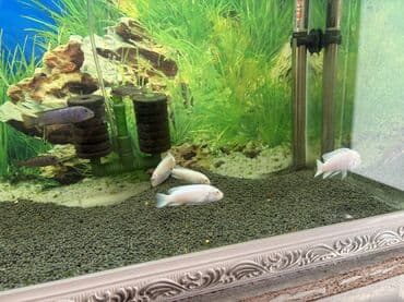 balıq qulağı satışı: Cixlid balığı, Yırtıcı, Ödənişli çatdırılma, Ünvandan götürmə — 1