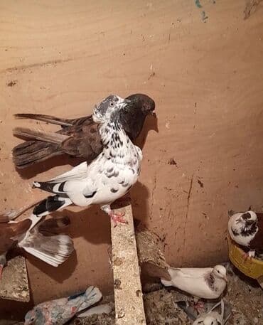 bülbül quşu: Bugunun sifdesidi mayadı qiymet sondu kohne cil pakisdanara oxşayır — 7