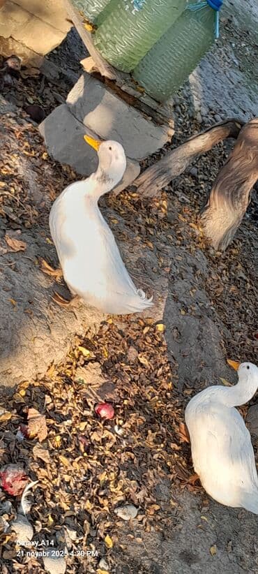 Məhsul: Ağ ördəklər kuban ördəkləri satılır diri və yaxud kəsilib