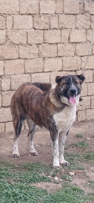 zvanok itler satisi: 1 il, Erkek, Peyvəndli, Ödənişli çatdırılma — 1