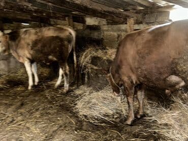 ətlik inək cinsləri: Erkək, il: 1, 100120 kq, Damazlıq, Ətlik, Ünvandan götürmə — 16