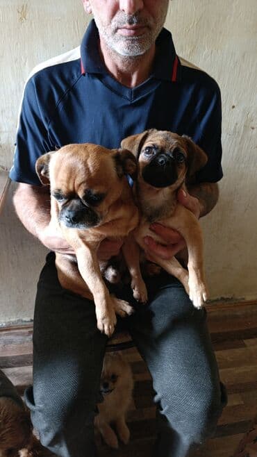 alabay balası: Peyvəndli — 4