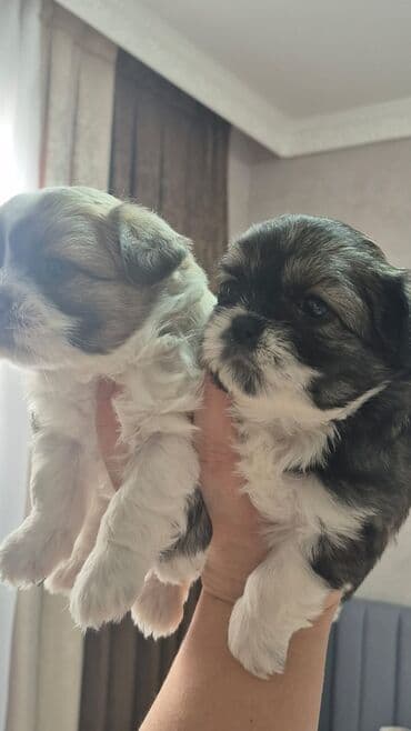 arı şəkilləri: Shi-tsu — 5