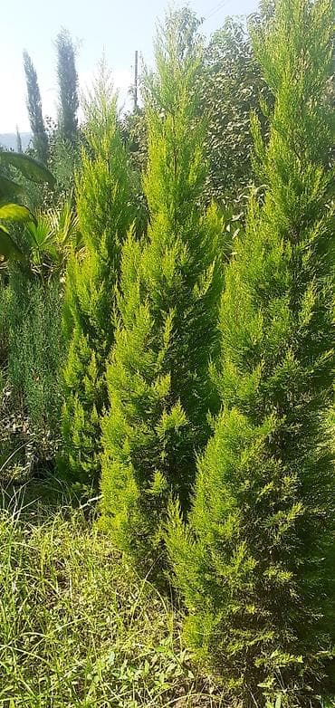 dekor patalok: Dekarativ ağaclar — 3