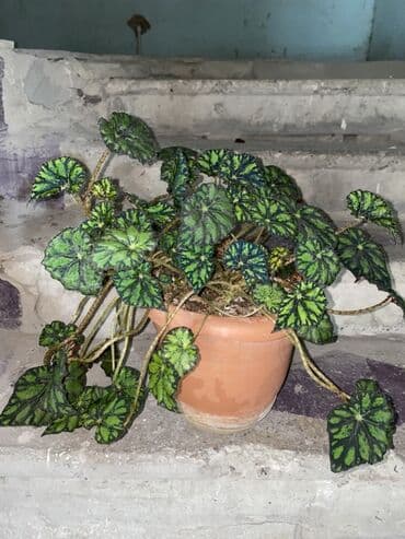 diffenbaxiya gülü haqqında məlumat: Begoniya Rex (rəngarəng yarpaqlı) – dekorativ otaq bitkisi - Növ — 2