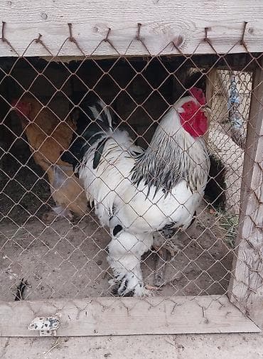 turac quş: Brama xoruz 70 manat .
xoruz + toyuq 110 manat — 4