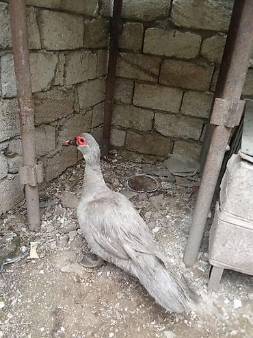 bala ordək: Lavanda orderkləri satili. Lavanda balalari 11manata. Lavanda erkəyi — 6