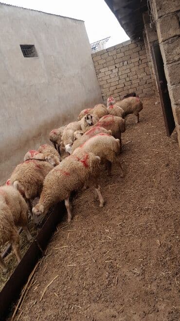 рынок животных в баку: Erkək, il: 8, 55 kq, Damazlıq, Ünvandan götürmə — 7