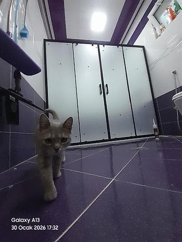 dush kabina: Üstü açıq kabina, Düzbucaqlı — 1