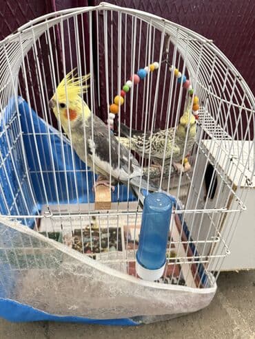 Korella dişi, erkek