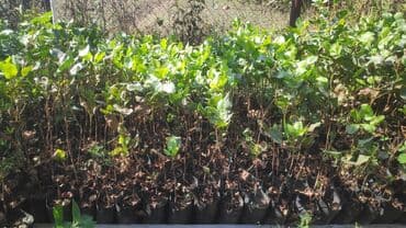 ördək əti qiyməti: Püstə tingləri
1- illikdir
Boyları 20-50sm

Ünvan: Ağstafa — 1