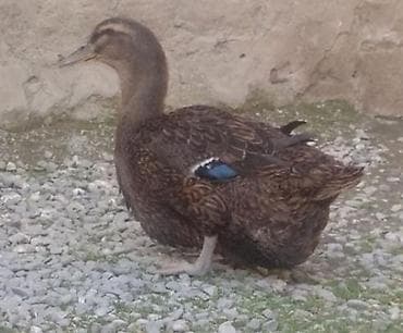 qaz quş: Blue Rouen Ördeklerinin satışı — 2