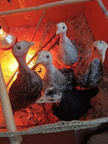 1ayliq hunduwqa 2si erkey 3diwi