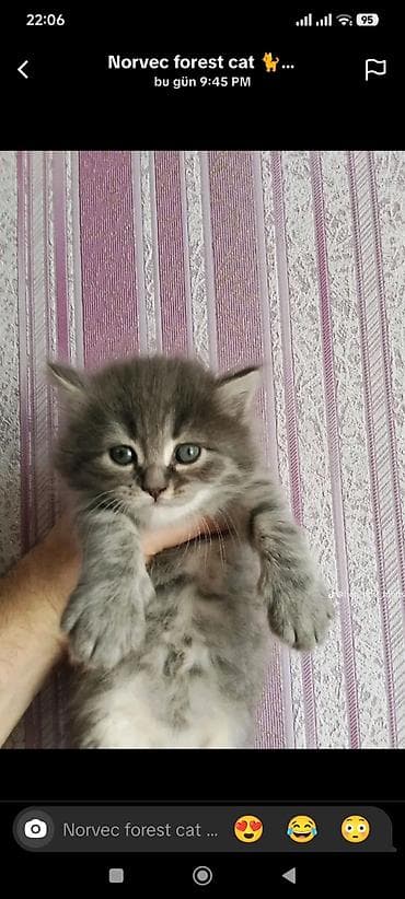 Tabbi, Erkək, Dişi