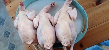 ayagi tuklu toyuqlar: Təmizlənmiş toyuqlar — 1