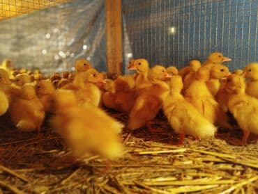 pekin ördək: Ördək cücələri, Ətlik, Pulsuz çatdırılma, Ödənişli çatdırılma, Rayonlara çatdırılma — 5