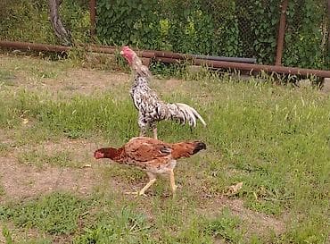 cüce: Toyuq cücələri, Damazlıq — 10