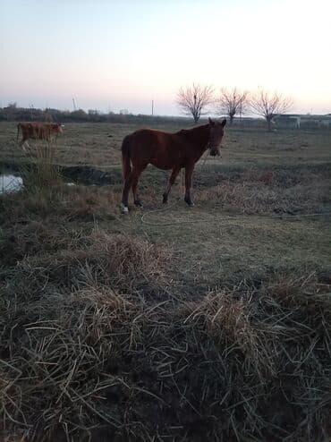 Gəmiricilər: Erkək, il: 2, Ünvandan götürmə — 4