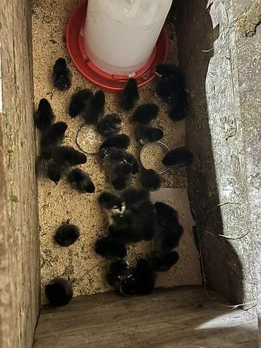 Toyuq cücələri, Damazlıq