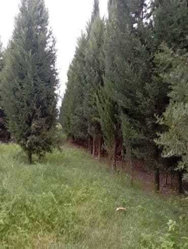 пластмассовый бак для воды купить: Her növ ağaclar ve dekarativ ağaclar çox ucuz ve qarantili gubresiz — 20