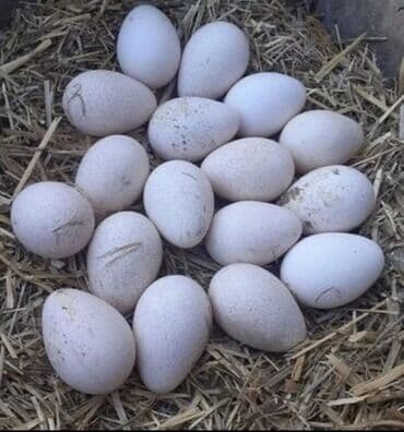 чехлы на диван бишкек: Məhsul: Hind quşu (təkə) yumurtaları Təsvir: - Şəkildə göstərilən — 1