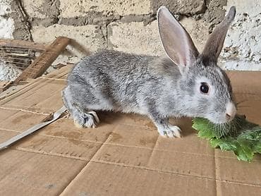 mal bazari: 🐇 14 ədəd sağlam və şirin balaca dovşan satılır! ✔️ Ev şəraitində — 5