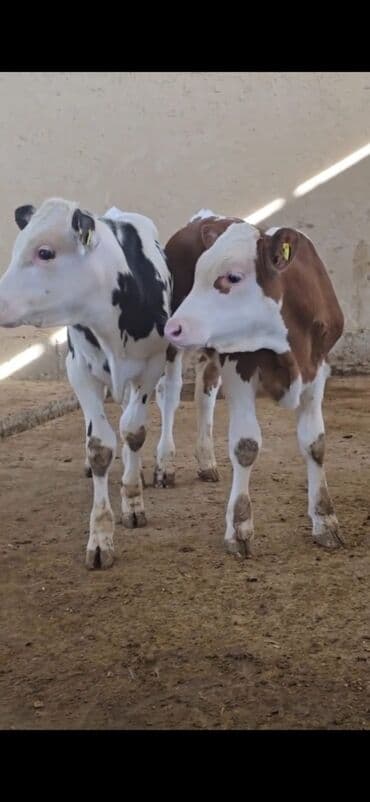 ucuz toyuqlar: Məhsul: Dana (2 ədəd) Təsvir: - Cins tip: süd istiqamətli seleksiya – — 1