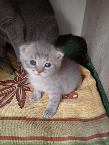 приют для кошек баку: Шотладская вислоухая — 1