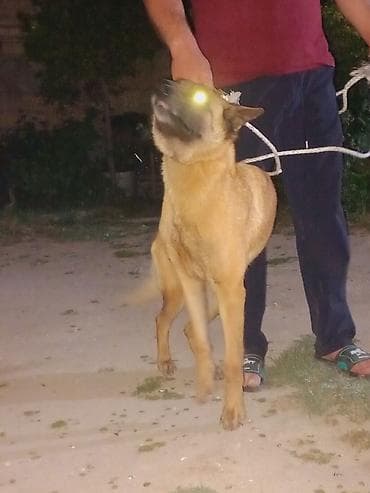 itler sekilleri: Belçika çoban iti, 2 il, Dişi — 5