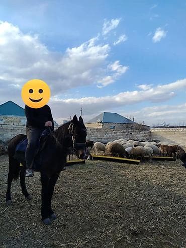 K/t heyvanları üçün mallar: Sakit maydan di 30 35 yorqasi var bogazdi — 1
