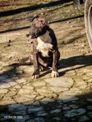 İtlər: Pitbul, 3 ay, Erkek, Peyvəndli, Ünvandan götürmə — 5