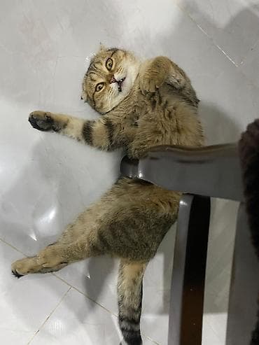 siyam pisiyi: Şotland, Erkək, Yaxşı əllərə, Ünvandan götürmə, Ödənişli çatdırılma — 3