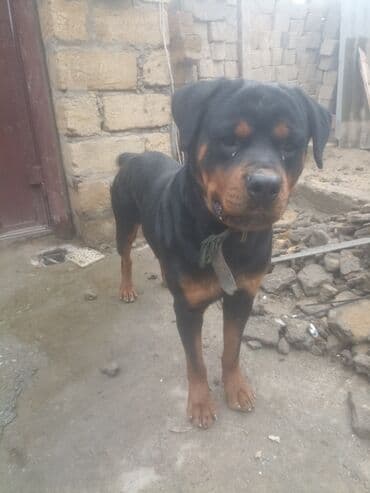 it sekili: Rotveyler, Pulsuz çatdırılma — 2