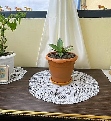 Hoya (Vaxtan bağı – “Mumlu sarmaşıq”) dekorativ otaq bitkisi - — 2