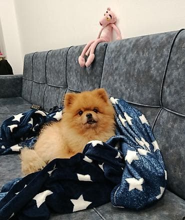 qoyun yemi: Şpitz, 5 il, Cütləşmə üçün — 2