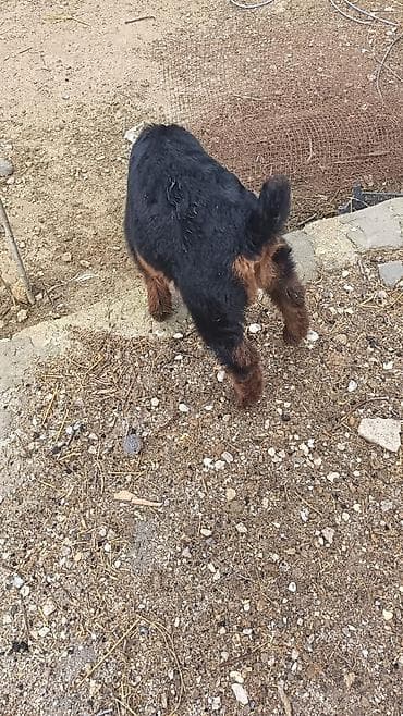 keci satanlar: Naxçıvan tipli ev heyvanları – keçi ana və balası.unvan suvelan - — 4