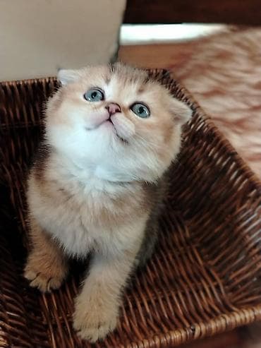 pişiy: Şotland, Yaxşı əllərə — 2