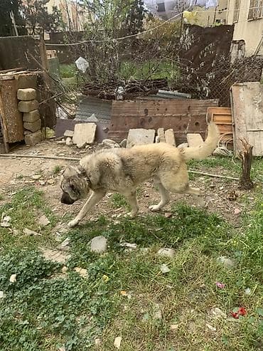 böyümüyen itler: Kanqal — 5