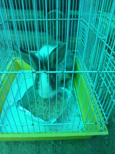 dovşan yuvasi: Ev dovşanları – müxtəlif rənglərdə - Şəkillərdə göstərilən bir neçə ev — 2