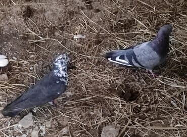 goyerçin: Məhsul: Göyərçin salam çil döş maya satilir, super bala verən sağlam — 3