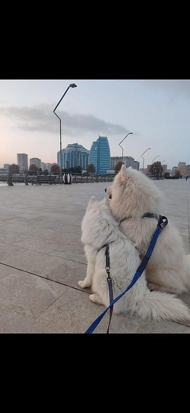 qar qız: Samoyed cinsi balaları satılır erkek dişi var qiymət sondur nəzərinizə — 4
