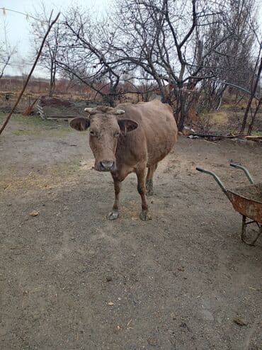 Salam gördüyünüz inək satılır. Altında erkək simental balası var.real