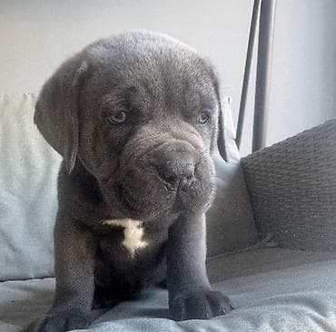 husky satilir: Kane-Korso, 2 ay, Erkek, Peyvəndli — 3