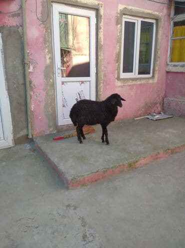 qurbanliq qoyunlar: Erkey quzu - Rəng: tam qara - Yun: sıx, qıvrım quruluşlu; əl — 6