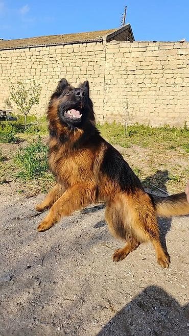 dobelman it: Alman çoban iti, 10 ay, Erkek, Peyvəndli, Ünvandan götürmə — 2