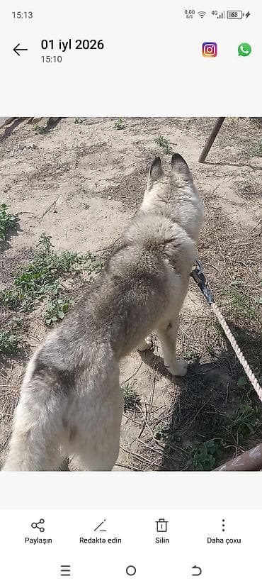 Xaski