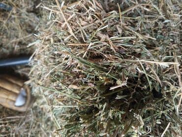 Inəklər, öküzlər: Yonca pres satilir. Heyvanlari satdigima gore presi də satiram. 7 — 3