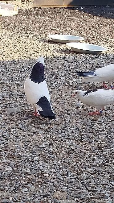 ev qus: Məhsul: Ev göyərçinləri (ağ-qara rəng çaları) Təsvir: - Fotoşəkildə — 1