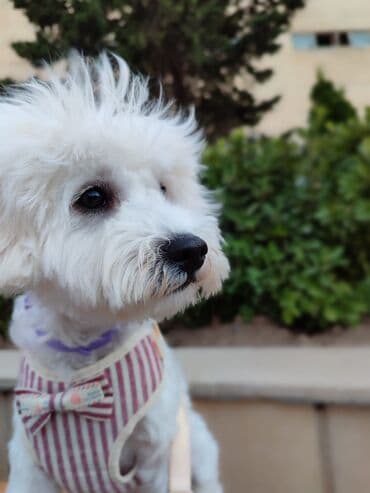 it remeni: It itlər üçün zolaqlı qoşqu dəsti - Növ: döşəmə tipli qoşqu (harness) — 2