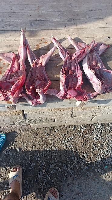 Məhsul: Doymuş dovşan cəmdəkləri Təsvir: - Tam təmizlənmiş və sümük